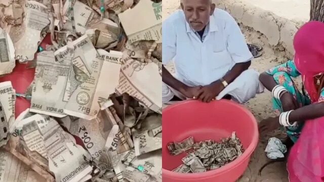 ಹೊಲದಲ್ಲಿ ಹೂತಿಟ್ಟಿದ್ದ ₹5 ಲಕ್ಷ ನಗದು ಗೆದ್ದಲು ಪಾಲು: ರಾಜಸ್ಥಾನದ ರೈತನಿಗೆ ಆಘಾತ